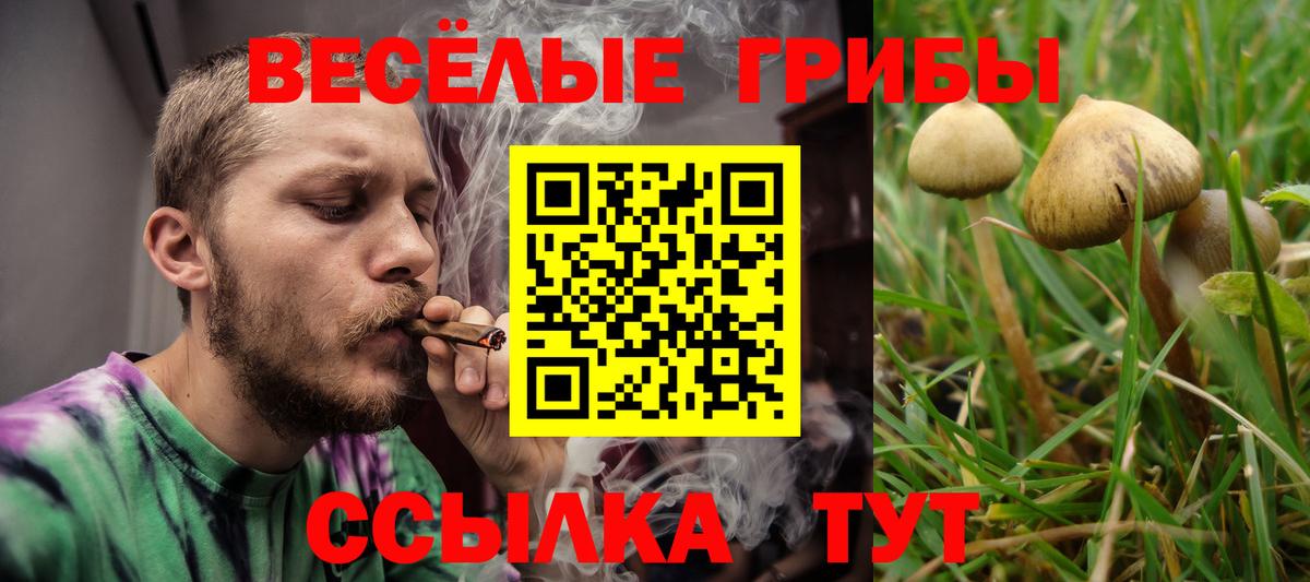 Тайшет  Псилоцибиновые грибы прущие грибы  Галлюциногенные грибы Psilocybine cubensis  Вход с VPN 